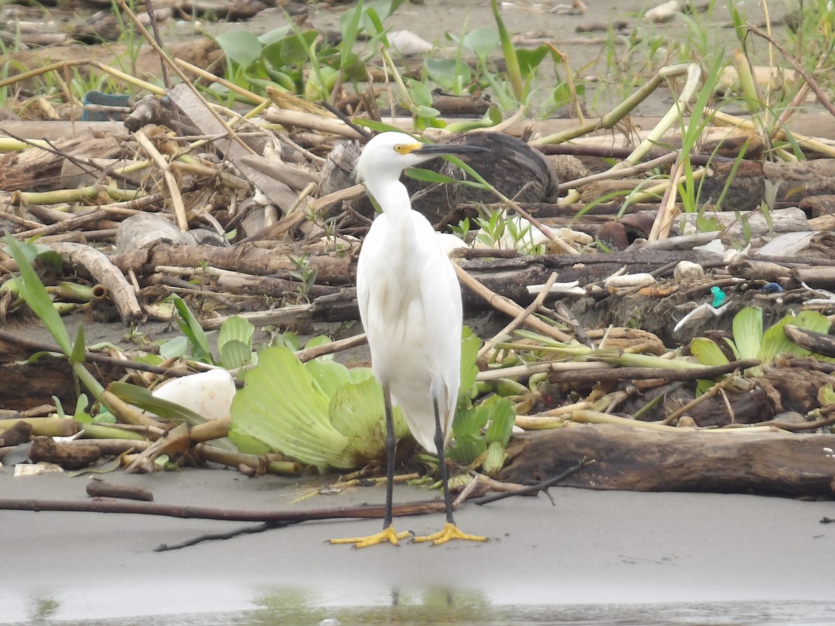 Snowy Egret - ML642166832
