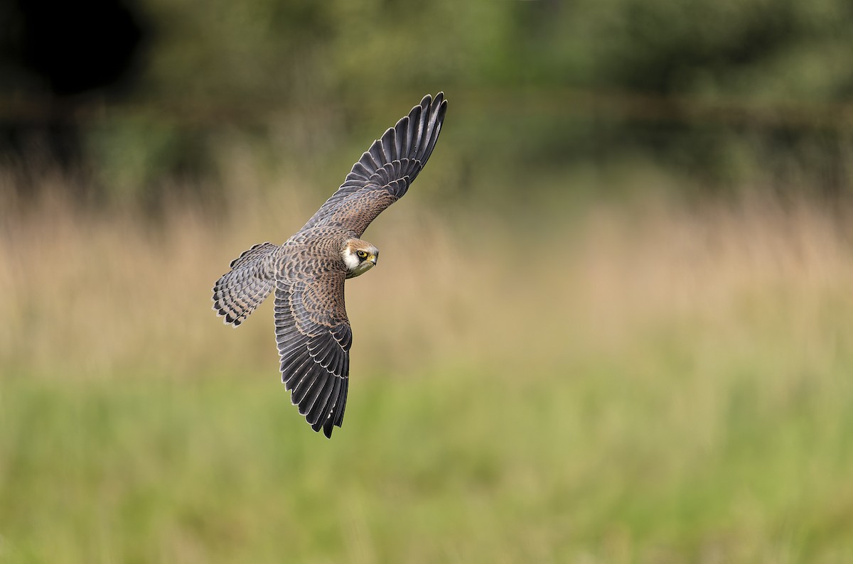 Red-footed Falcon - ML642166837
