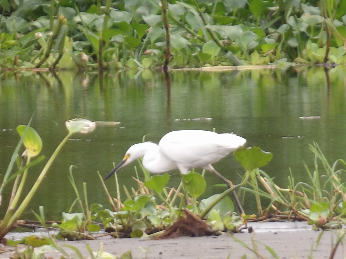 Snowy Egret - ML642166840