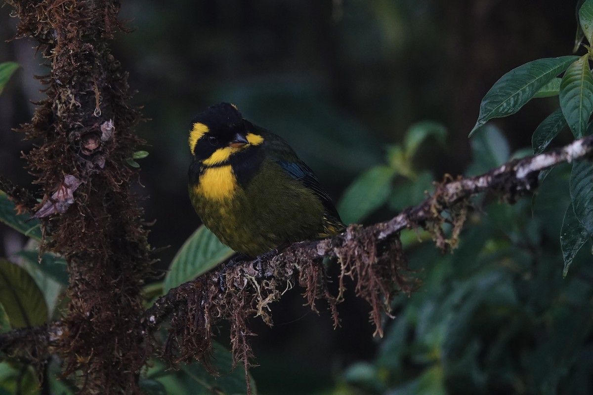 Gold-ringed Tanager - ML642166844