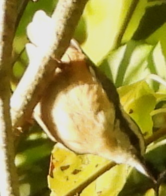 Red-breasted Nuthatch - ML642166846
