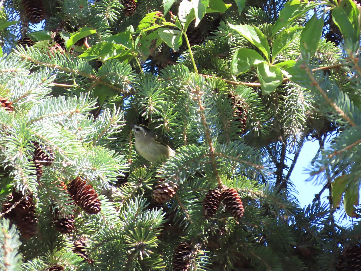 Golden-crowned Kinglet - ML642166850