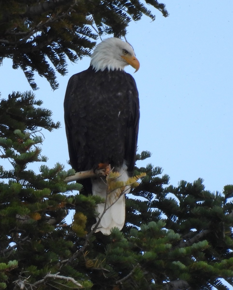 Bald Eagle - ML642166854