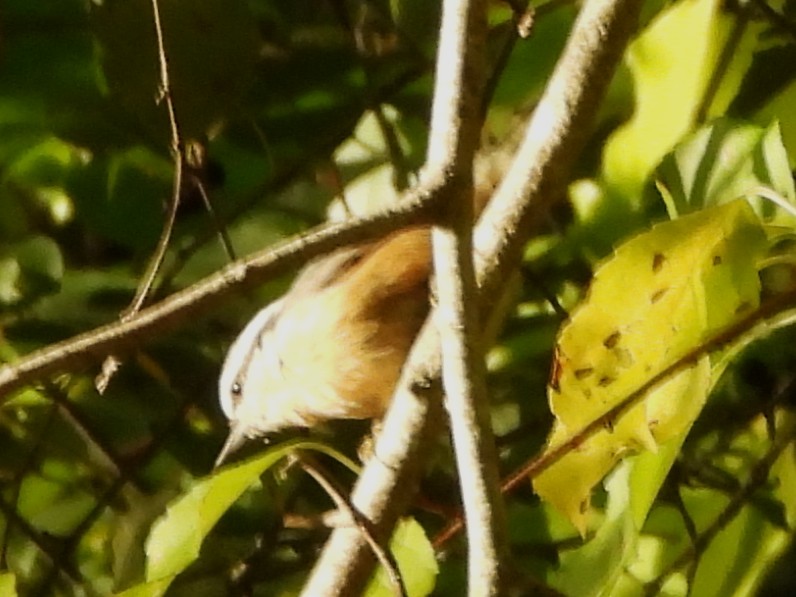 Red-breasted Nuthatch - ML642166856