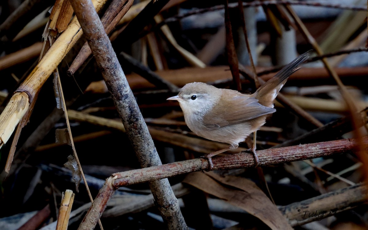 Cetti's Warbler - ML642166858