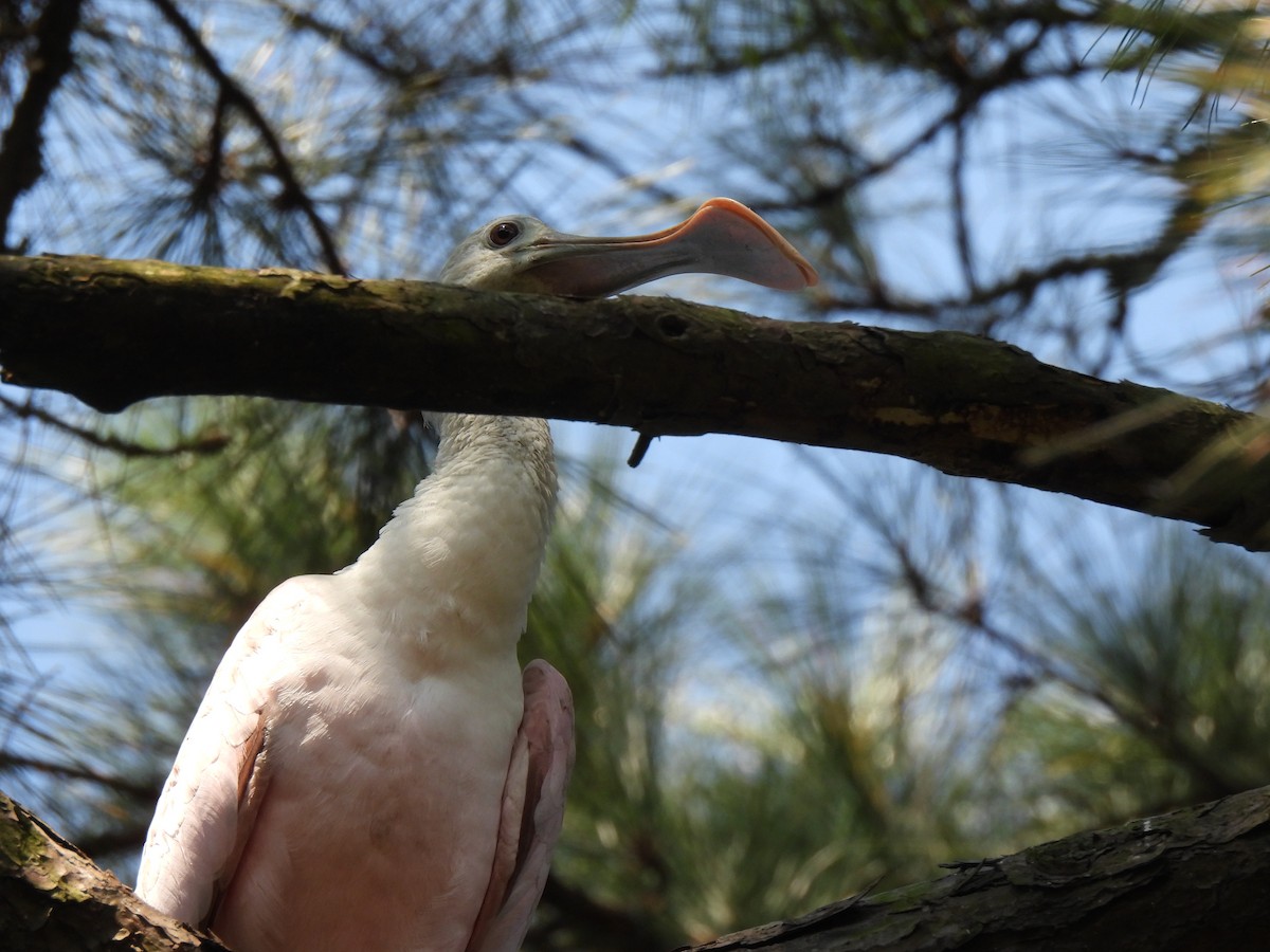 Roseate Spoonbill - ML642166860