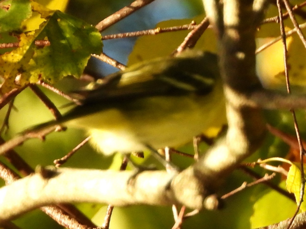 Blue-headed Vireo - ML642166861