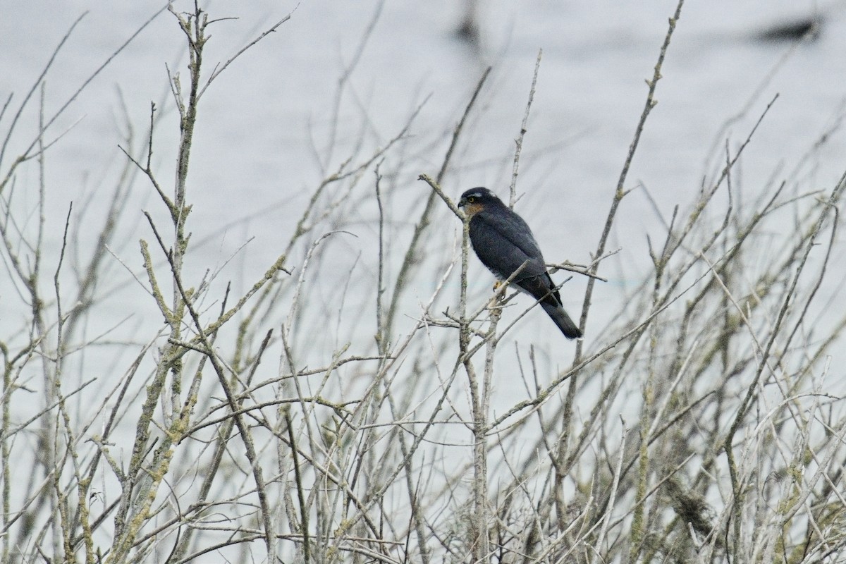 Eurasian Sparrowhawk - ML642166862
