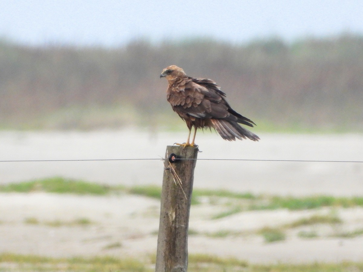 Western Marsh Harrier - ML642166867