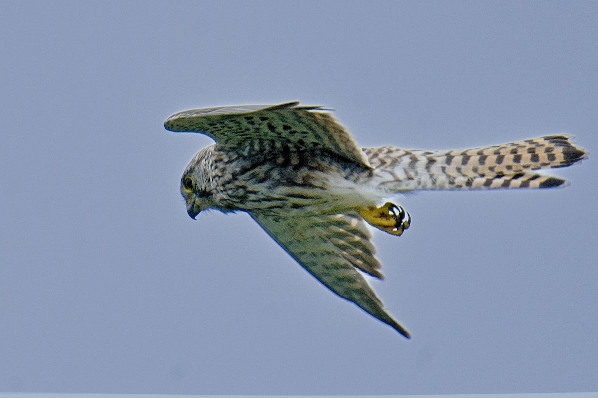 Eurasian Kestrel - ML642166868