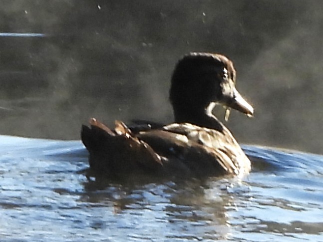 Wood Duck - ML642166869
