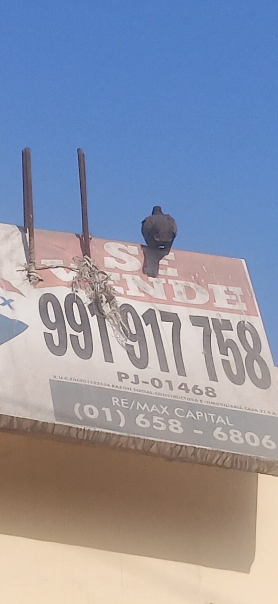 West Peruvian Dove - ML642166871