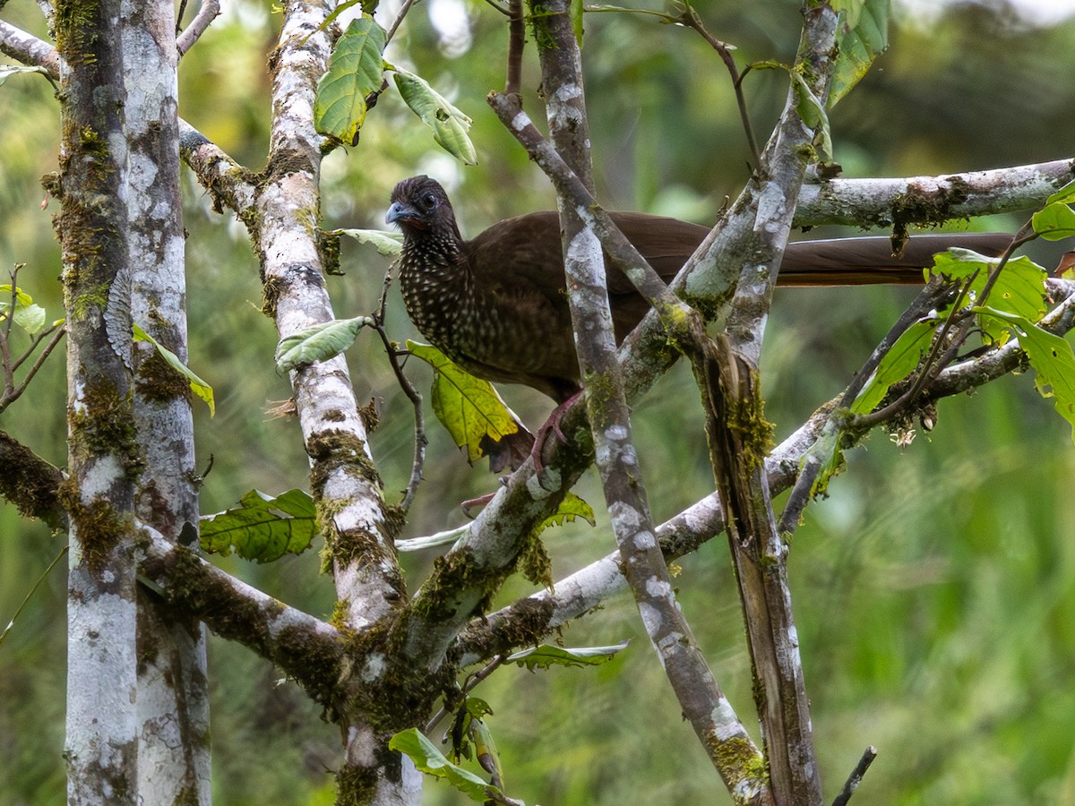 Speckled Chachalaca (Speckled) - ML642166872