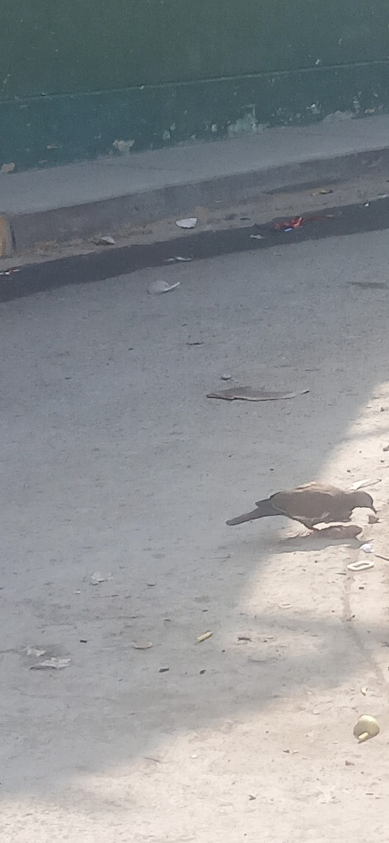 West Peruvian Dove - ML642166873