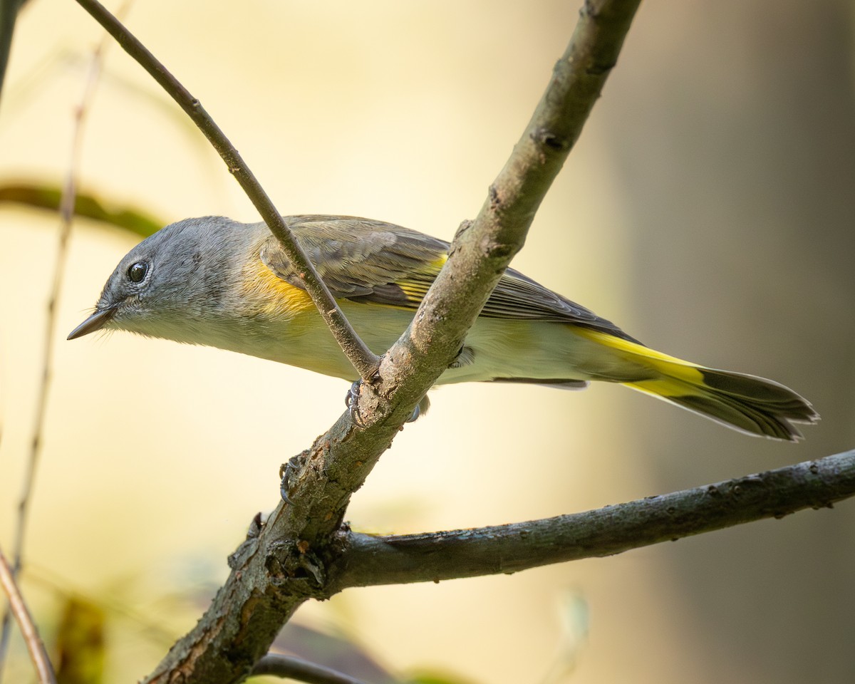 American Redstart - ML642166880