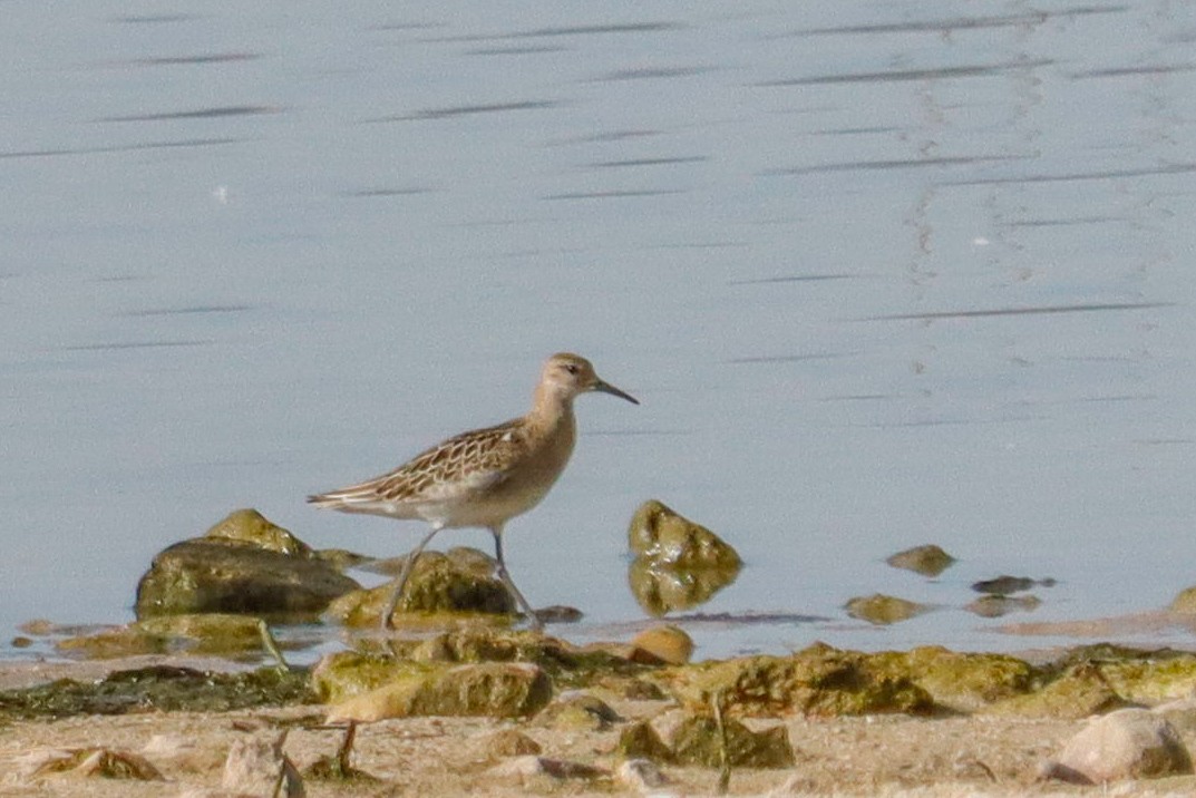 Ruff - ML642166881
