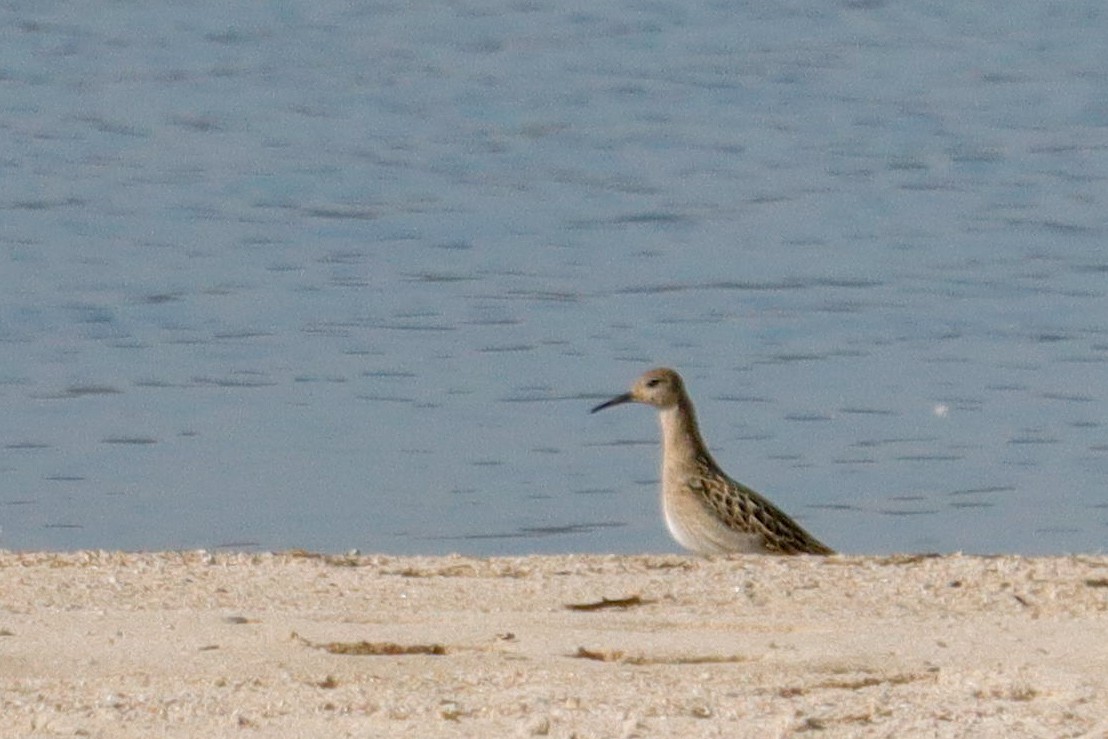 Ruff - ML642166882