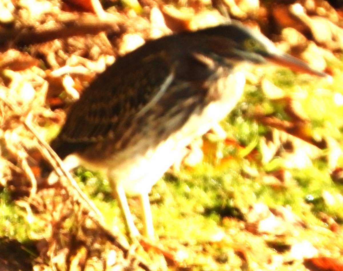 Green Heron - ML642166884