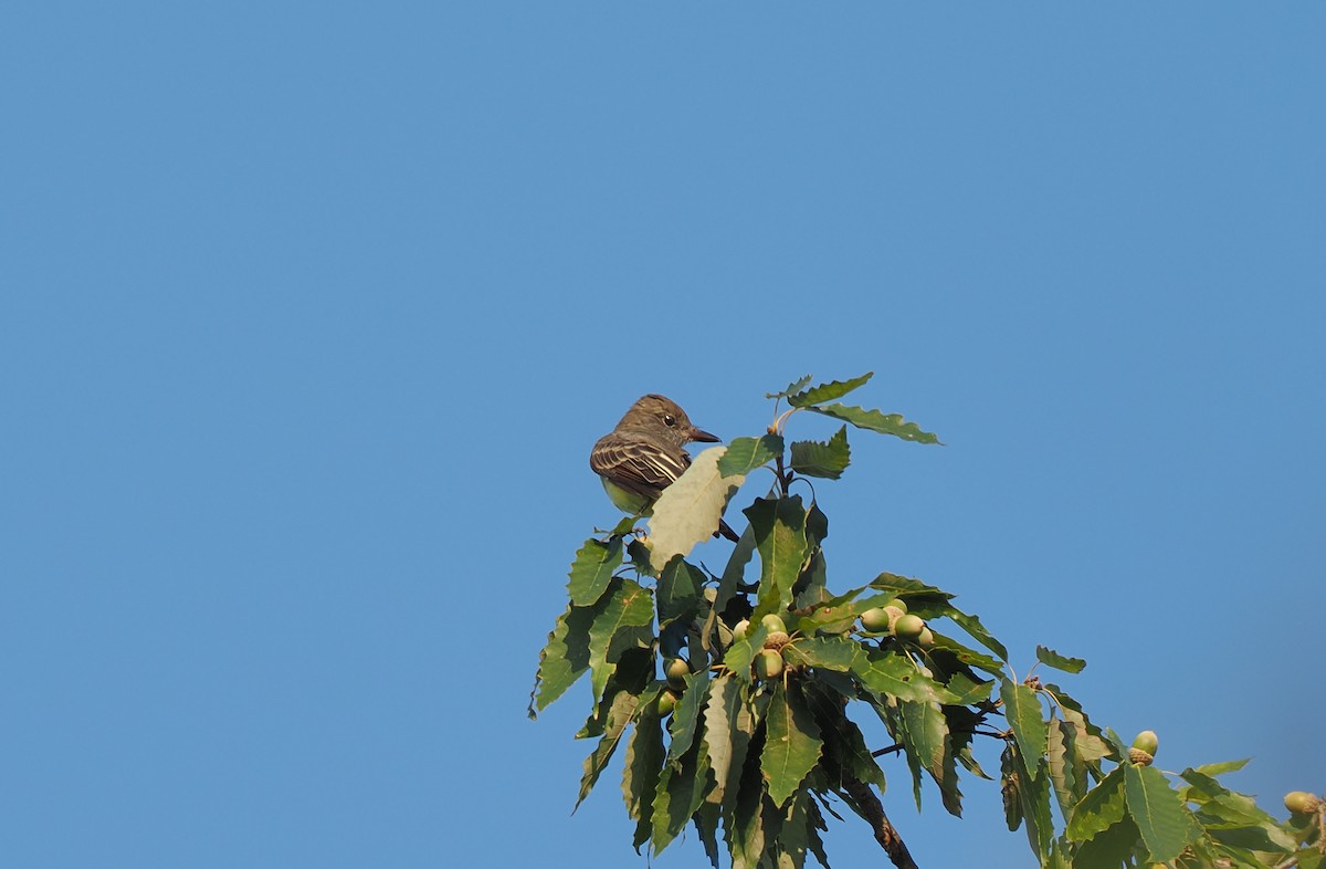 Great Crested Flycatcher - ML642166885