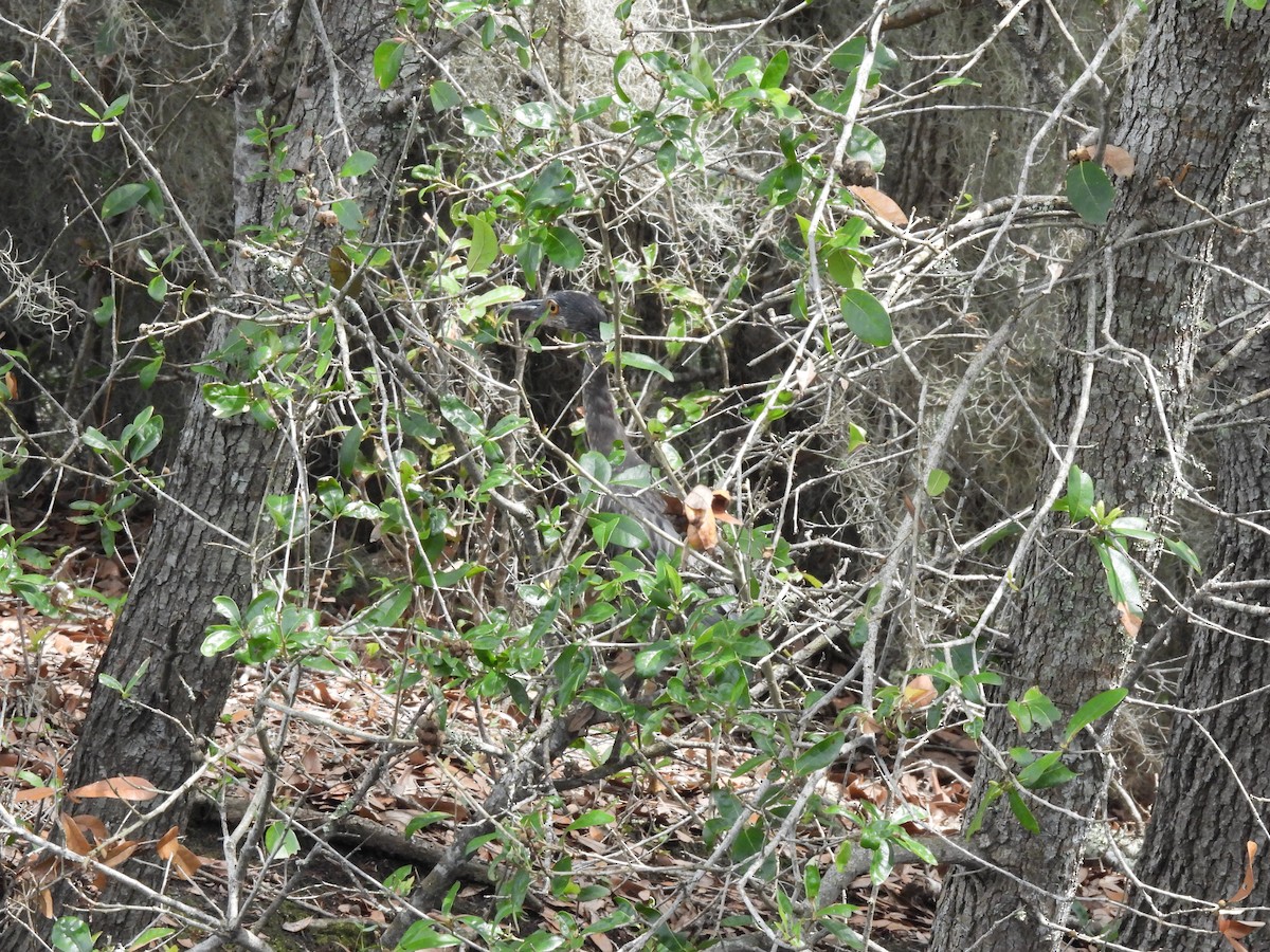 Tricolored Heron - ML642166886