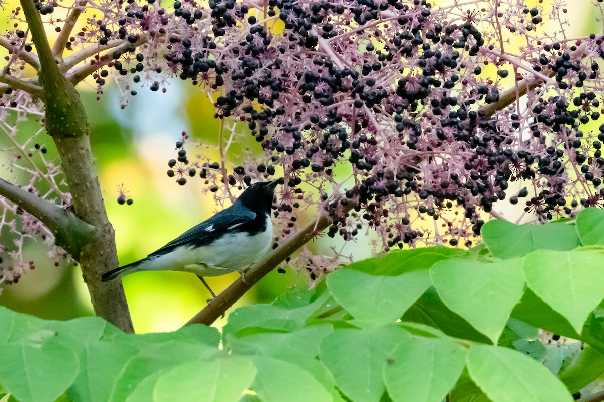 Black-throated Blue Warbler - ML642166887