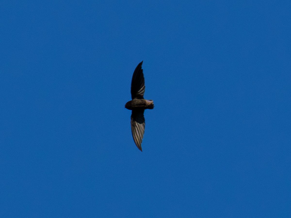 Short-tailed Swift - ML642166888