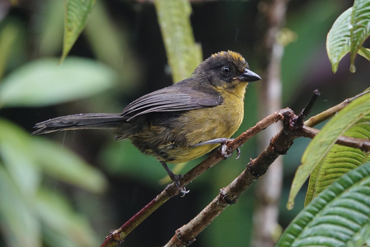 Choco Brushfinch - ML642166889