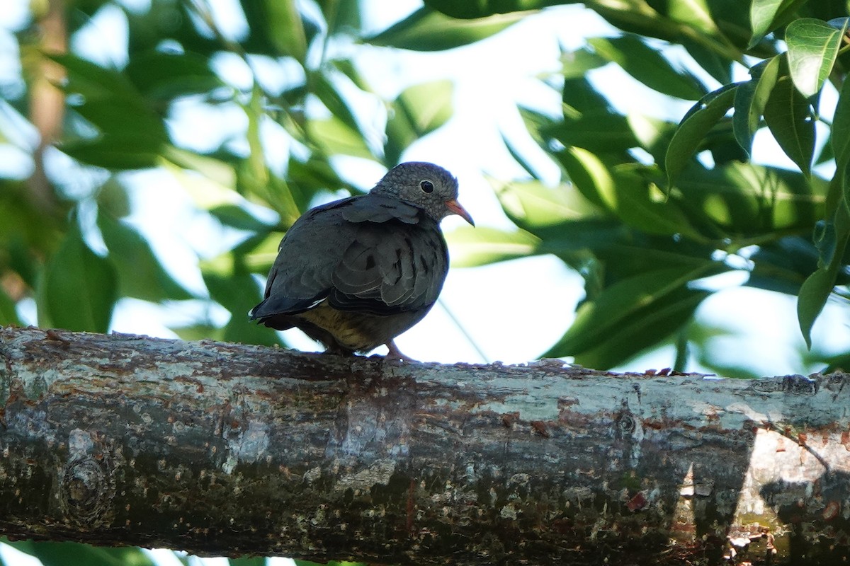 Common Ground Dove - ML642166896