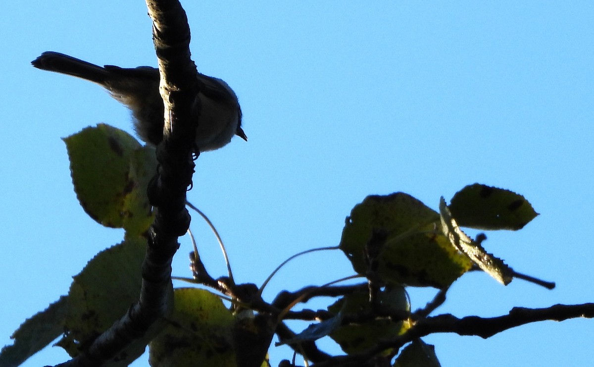 Black-capped Chickadee - ML642166900