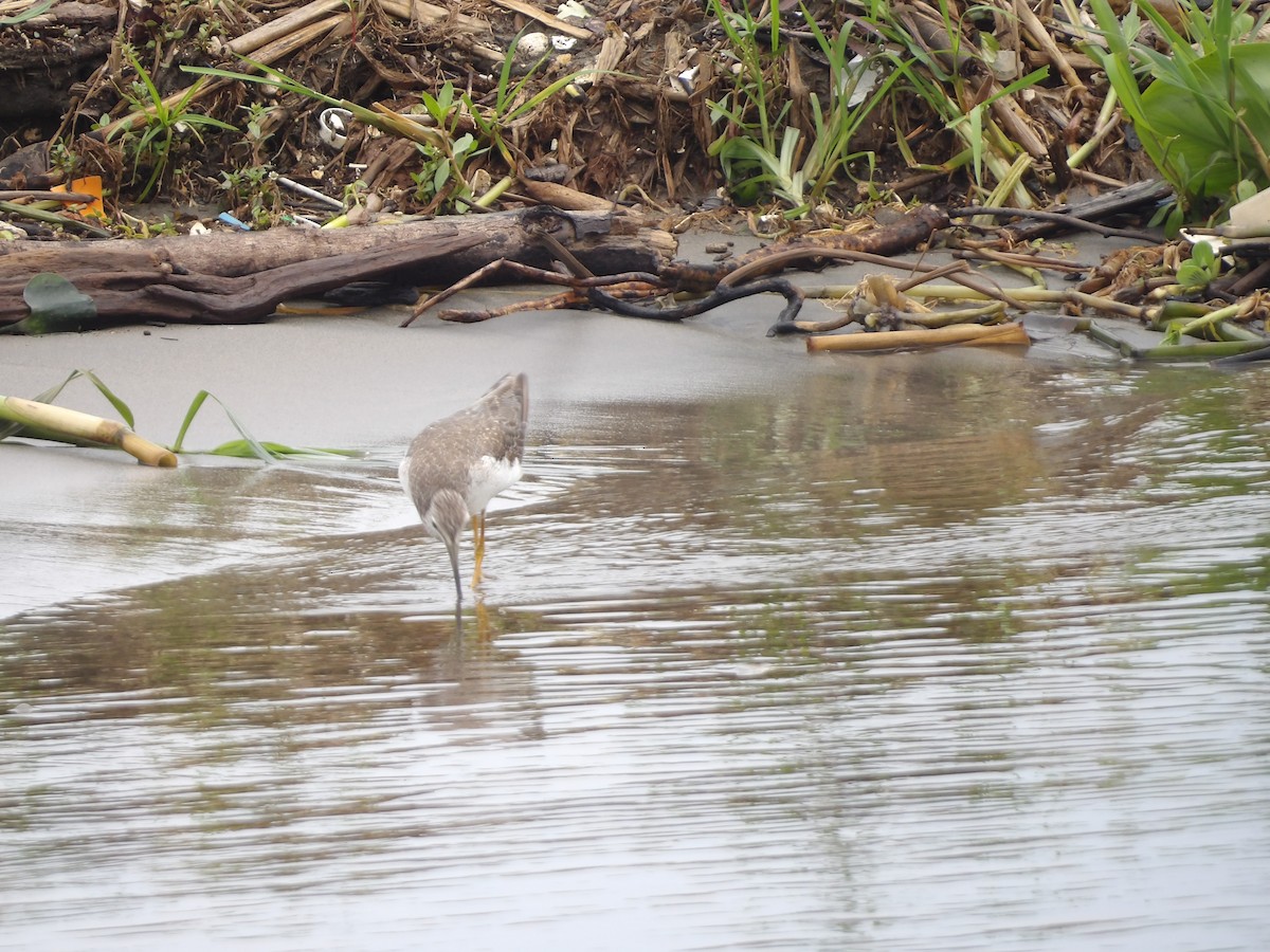 Greater Yellowlegs - ML642166901