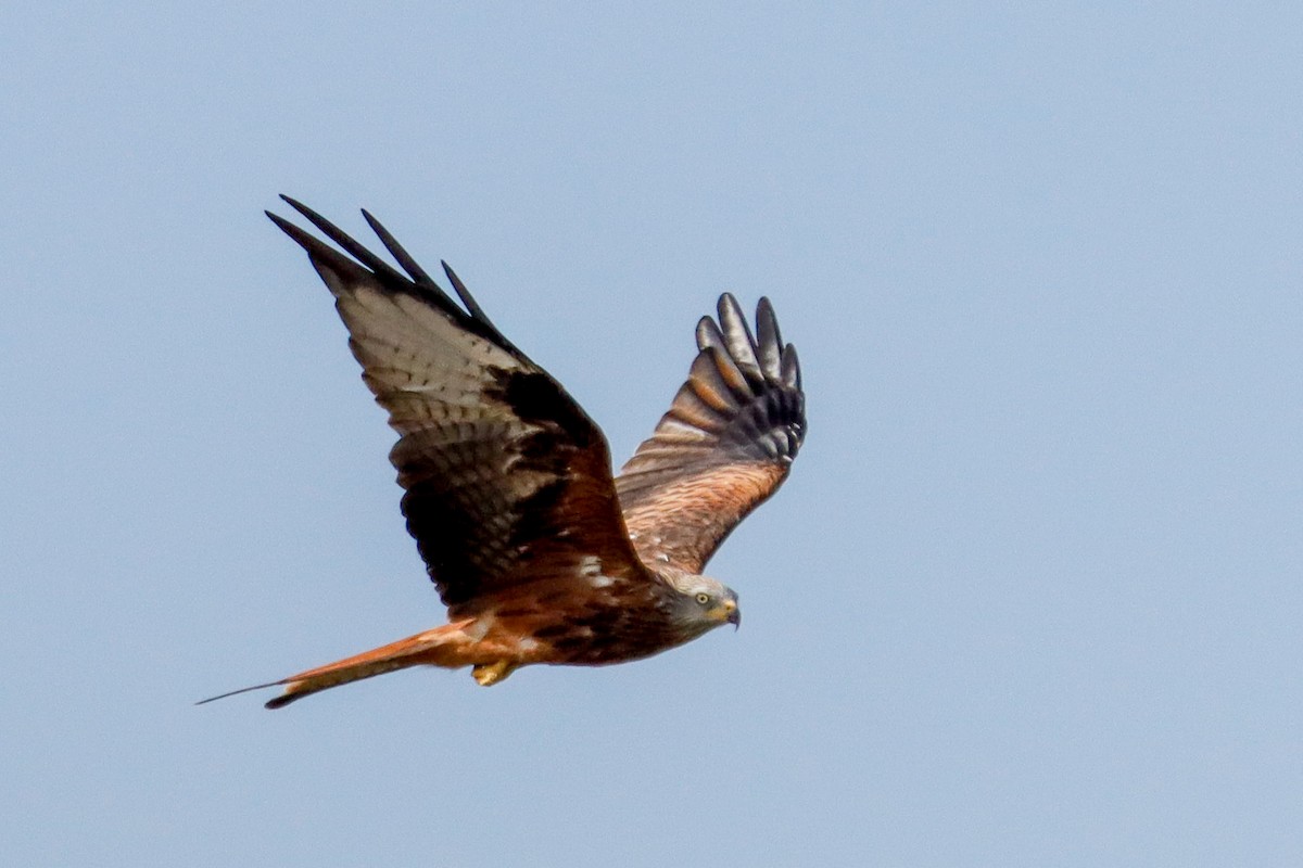 Red Kite - ML642166906