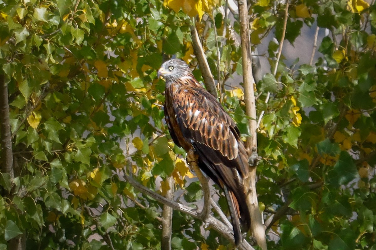 Red Kite - ML642166907