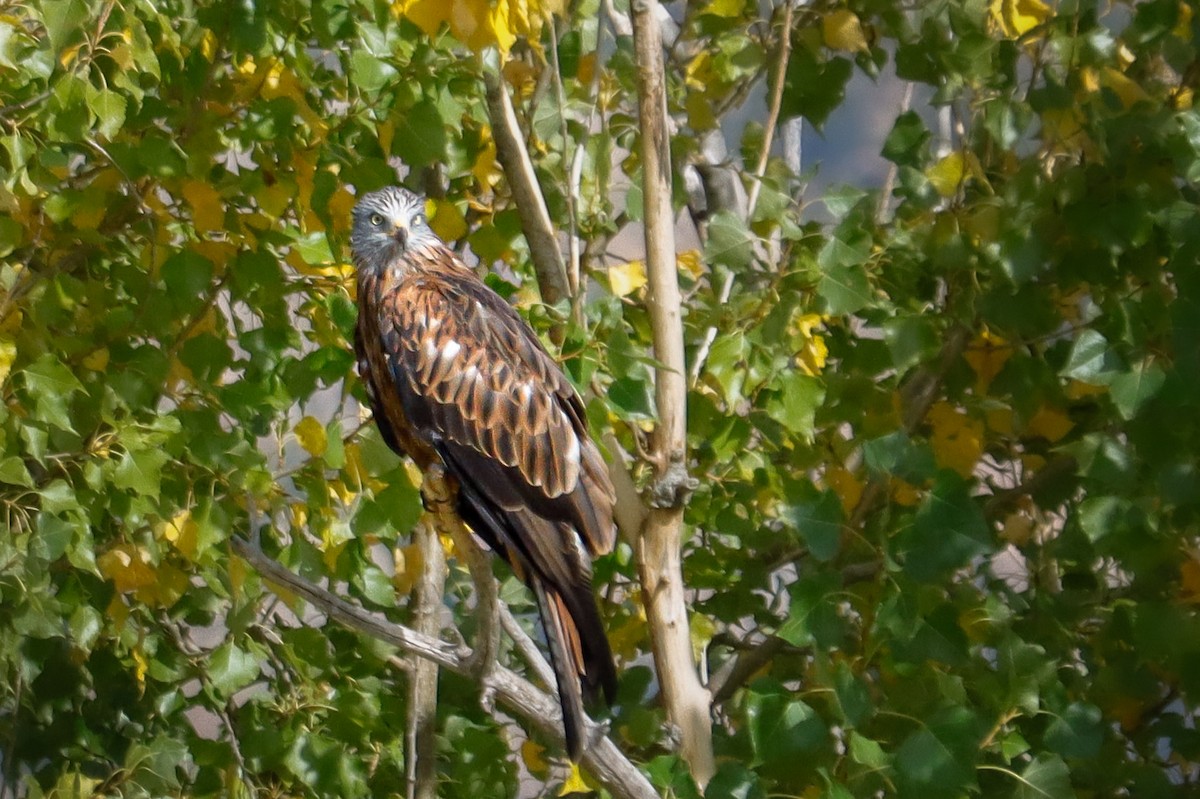 Red Kite - ML642166908