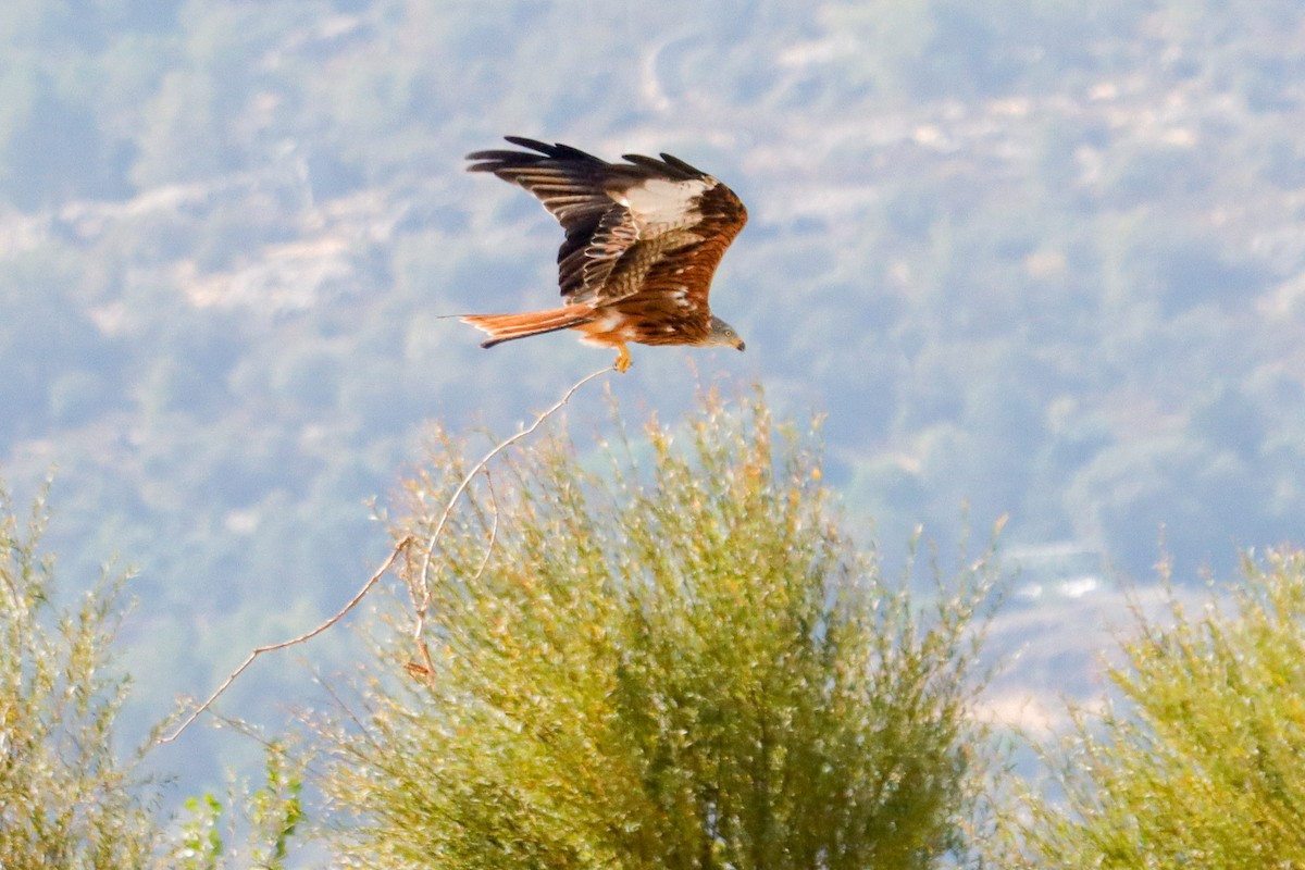 Red Kite - ML642166909