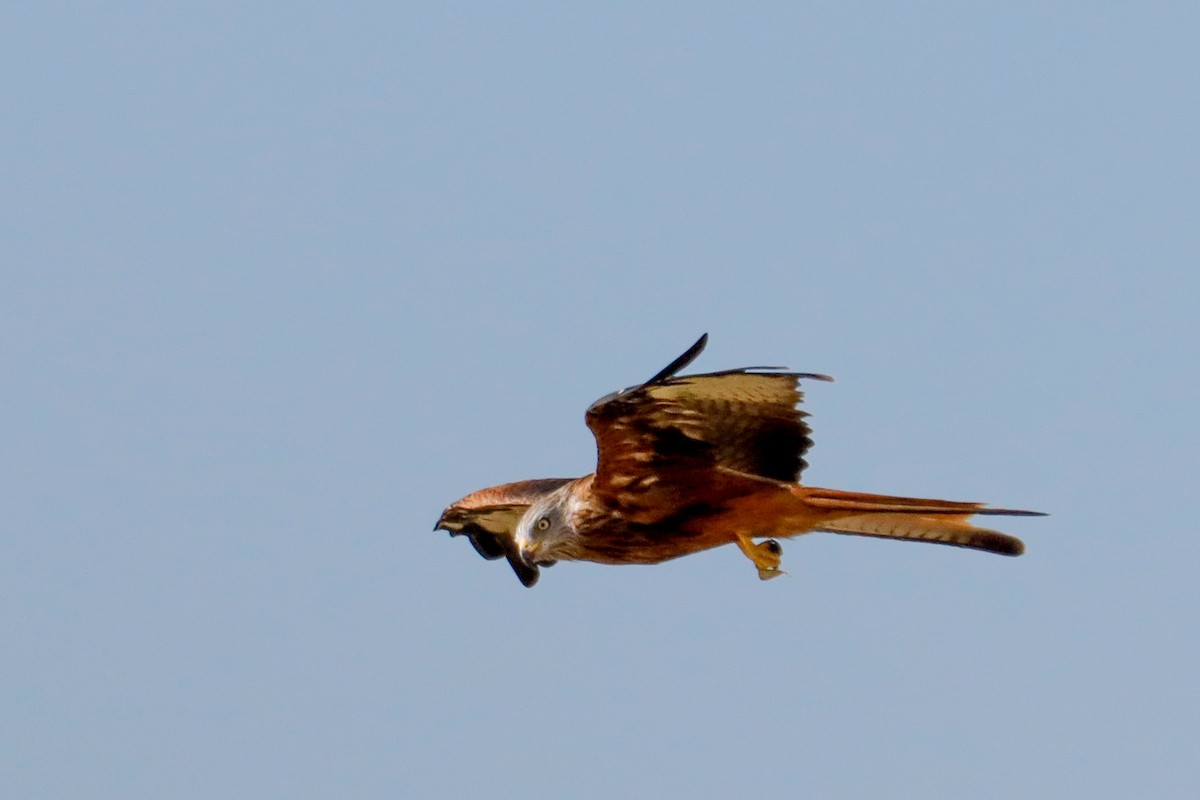 Red Kite - ML642166910