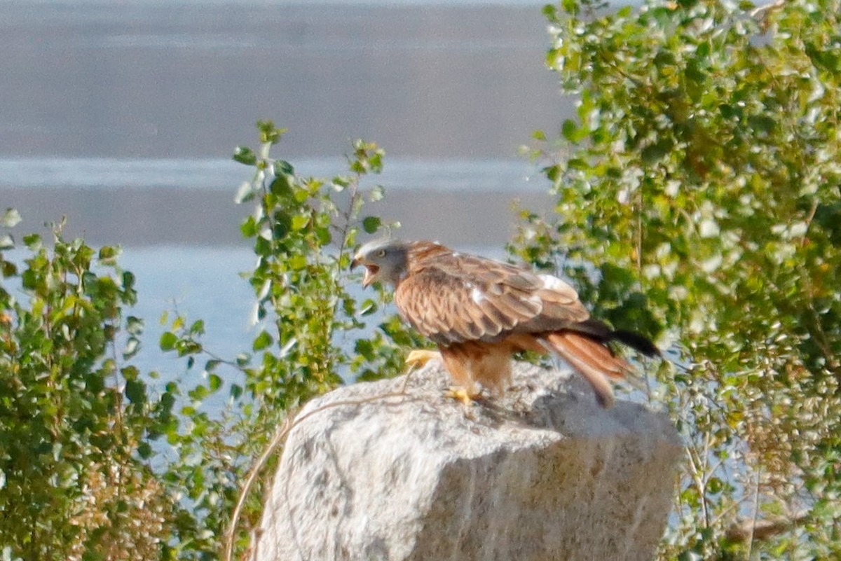 Red Kite - ML642166911