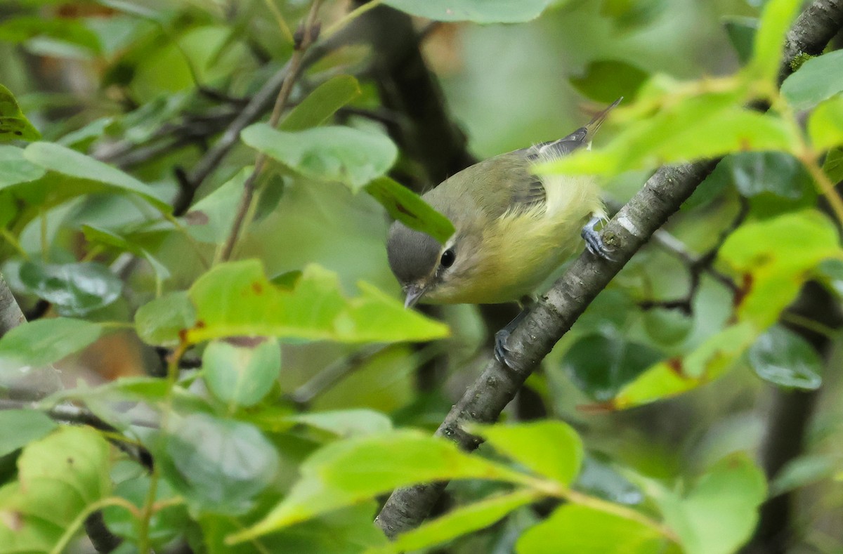 Philadelphia Vireo - ML642166913