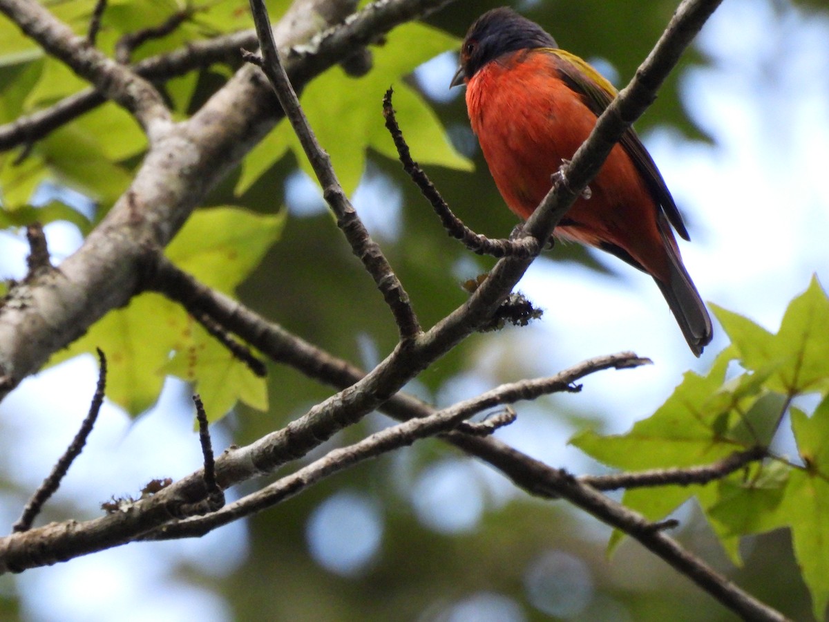 Painted Bunting - ML642166915