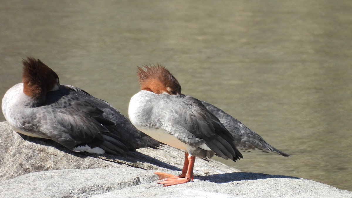 morčák velký (ssp. americanus) - ML642166916