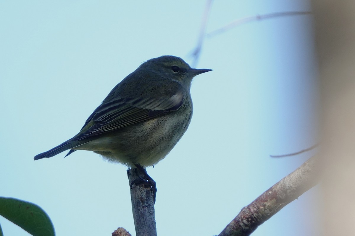 Cape May Warbler - ML642166917