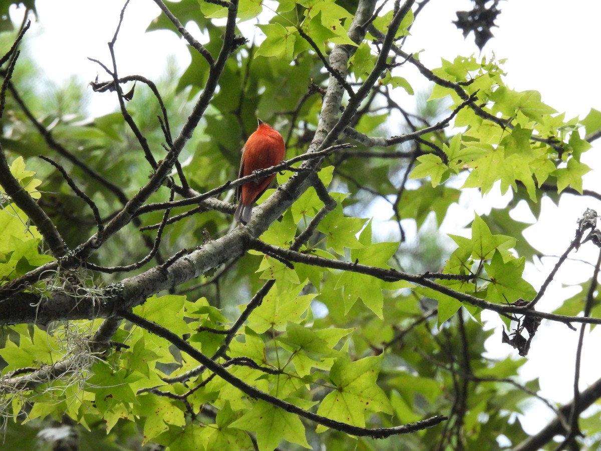 Painted Bunting - ML642166919