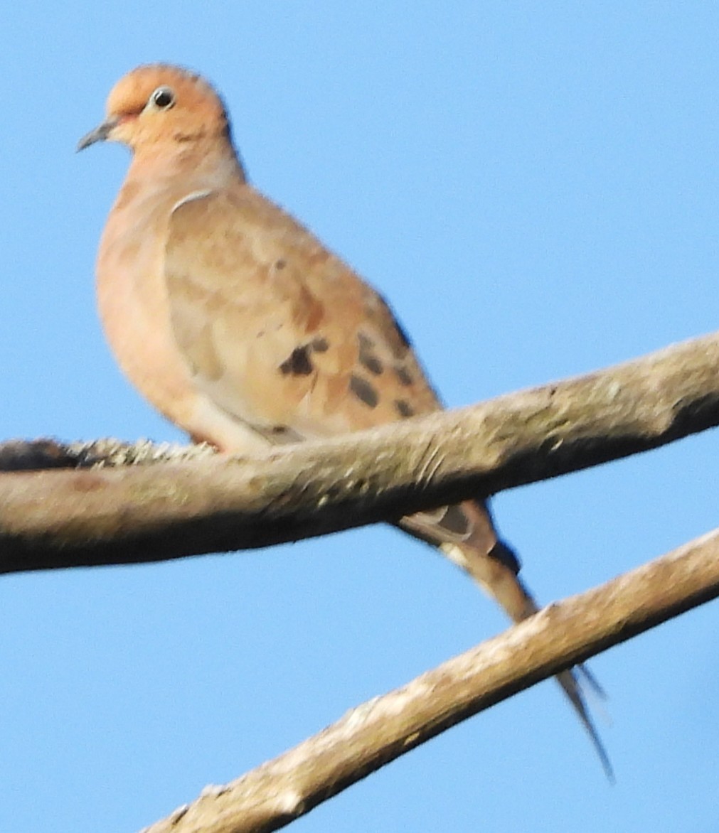 Mourning Dove - ML642166921