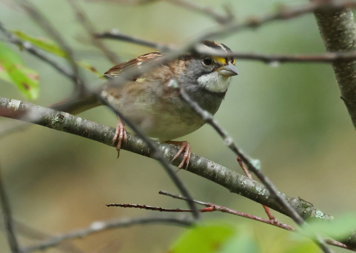 White-throated Sparrow - ML642166925