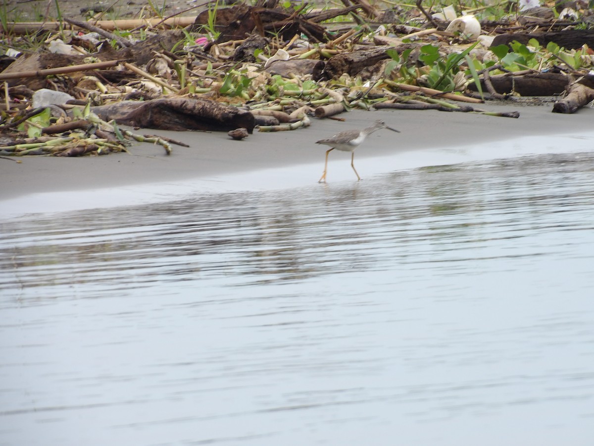 Greater Yellowlegs - ML642166926