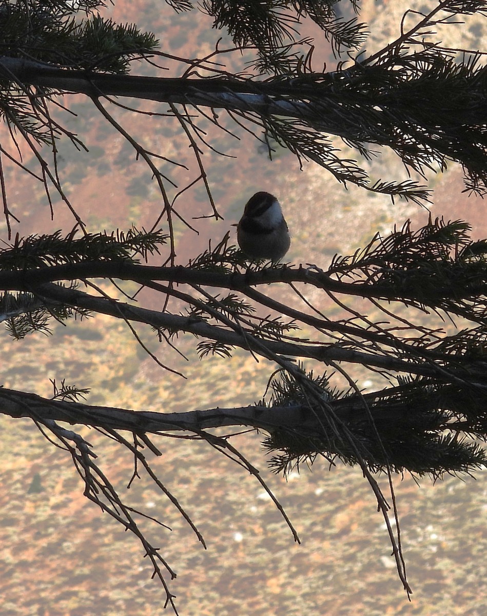 Mountain Chickadee - ML642166931