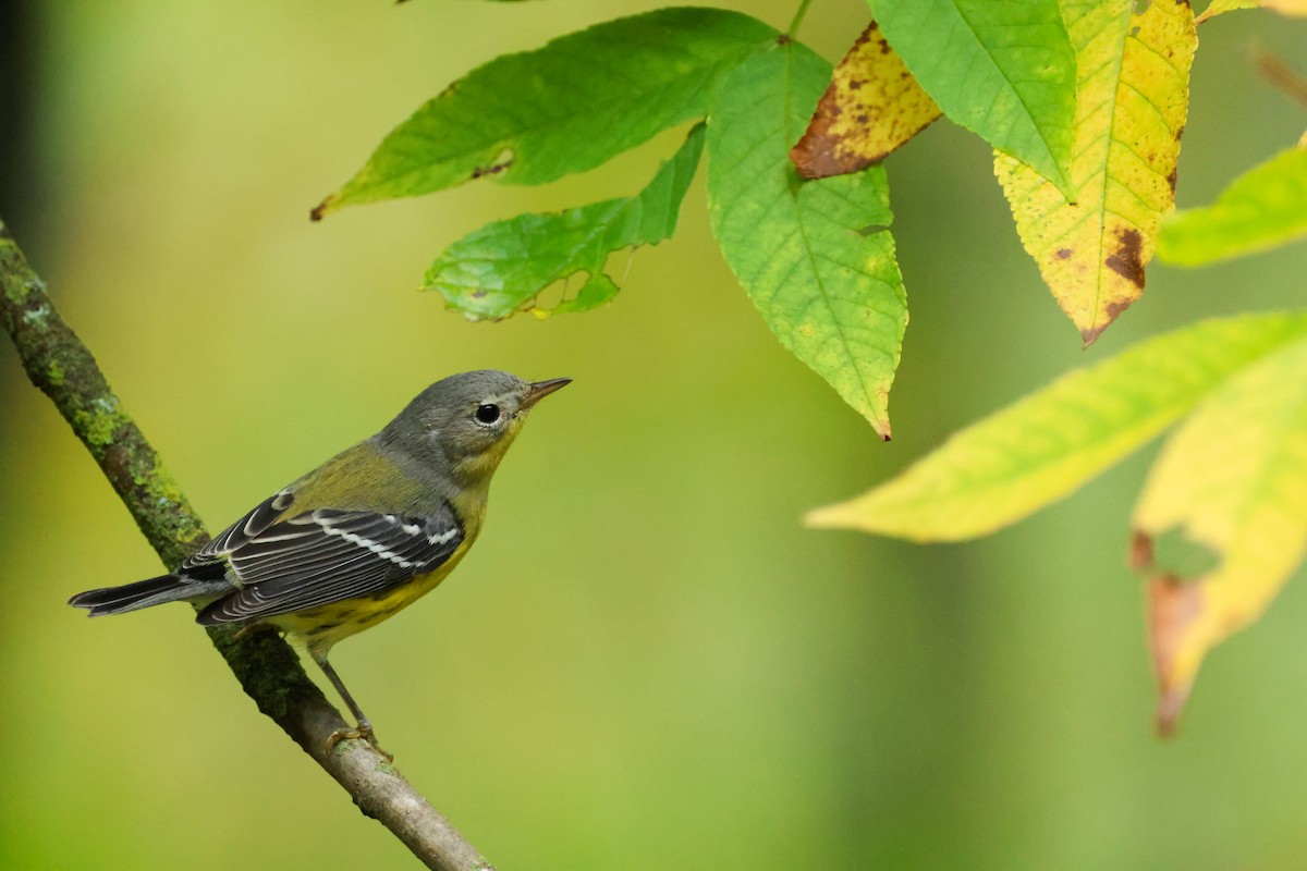 Magnolia Warbler - ML642166936