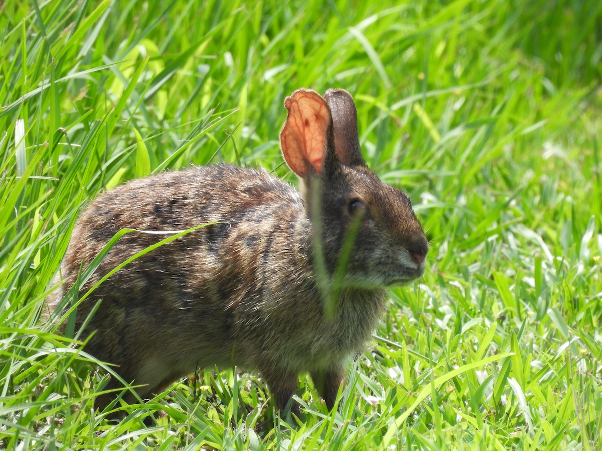 Animals - ML642166954