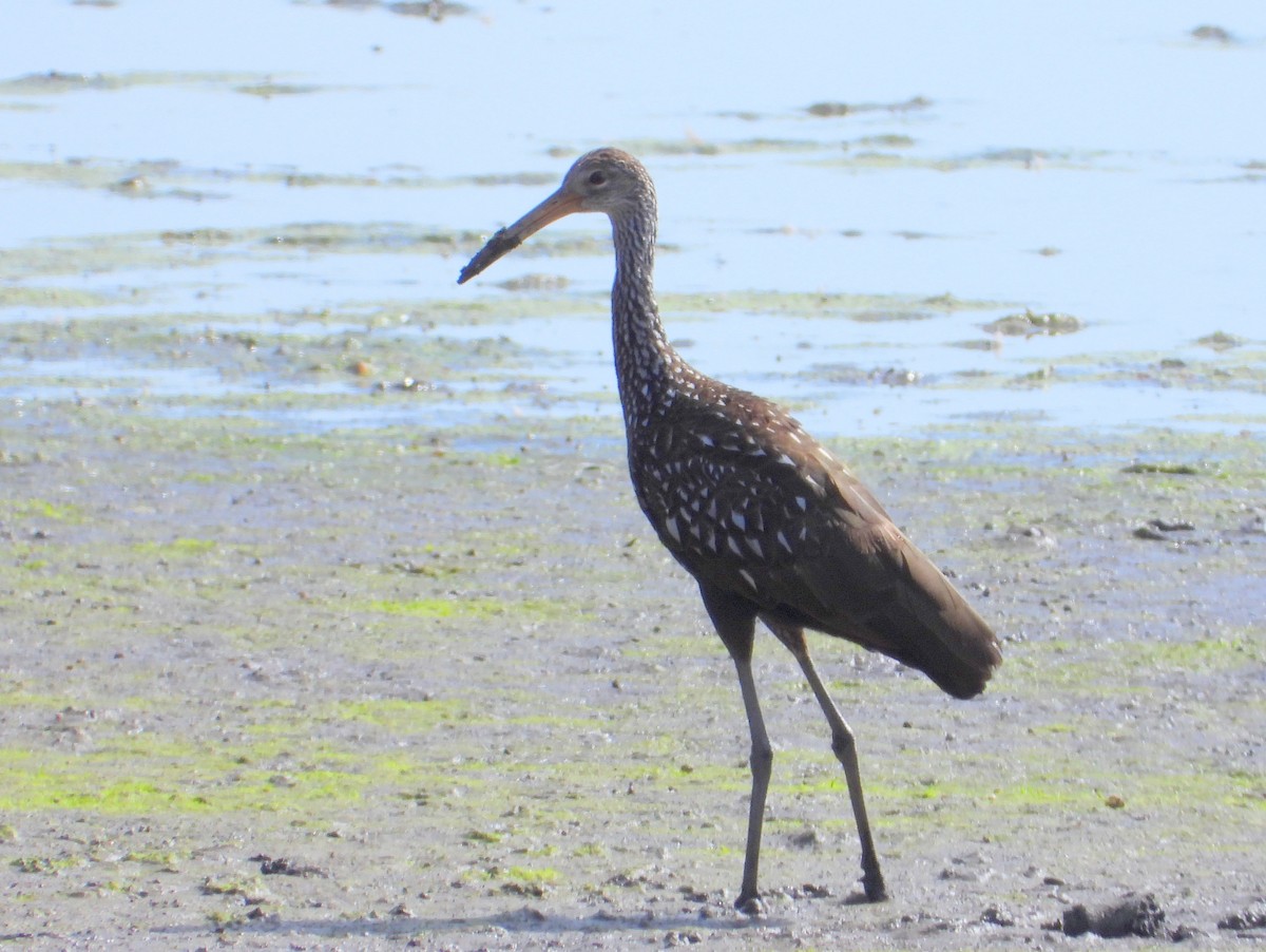 Limpkin - ML642166962