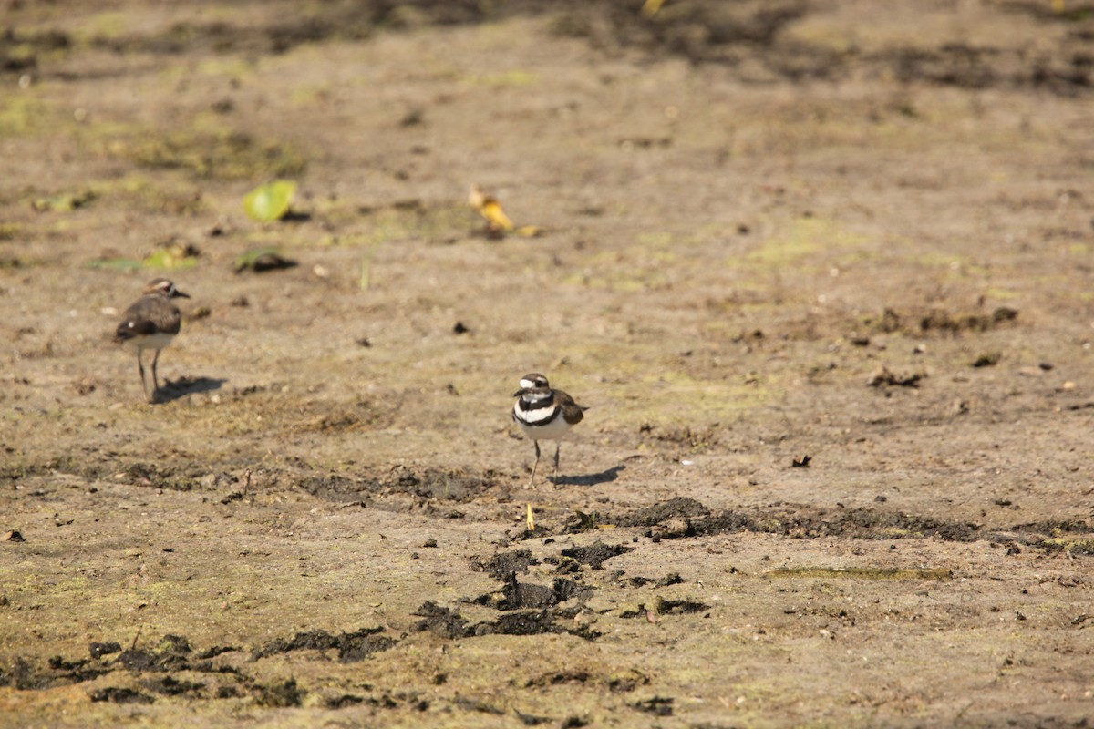Killdeer - ML642166969