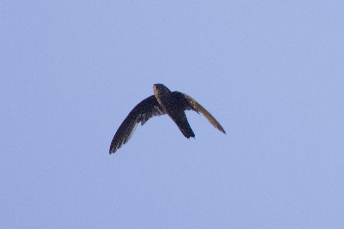 Band-rumped Swift - ML642166986